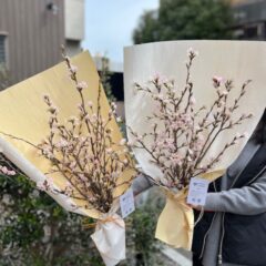 桜の花束