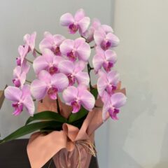 ミニ胡蝶蘭　二本立