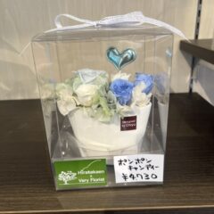 ポンポンキャンディー　プリザーブドフラワー
